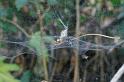 Cyrtophora_citricola_D3196_Z_82_Valle Gran Rey_Spanje